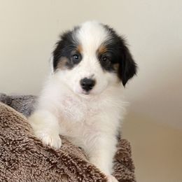 Sassy Frat - Black tri-color female Australian Shepherd puppy in Dothan, Alabama from Aussie Paws Trailblazers