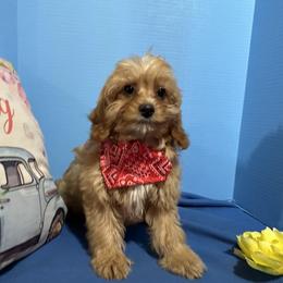 Lil Red - Red male Cavapoo puppy in Shipshewana, Indiana from Shelli's Puppies