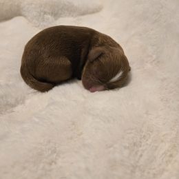 Boy 3 - Red male Cavapoo puppy in Maize, Kansas from Happy Doodles- Cockapoo and Cavapoo puppies