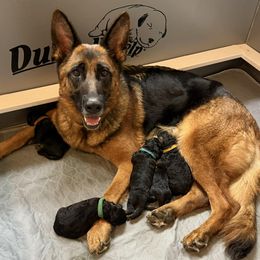 German Shepherd puppies from Cacao German Shepherds