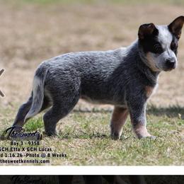 Boy 3 - Blue speckled male Australian Cattle Dog puppy in Monroe, Louisiana from The Sweet Kennels