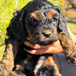 Ashy - Black and tan female Cockapoo puppy in Indiahoma, Oklahoma from Phamily Doodles