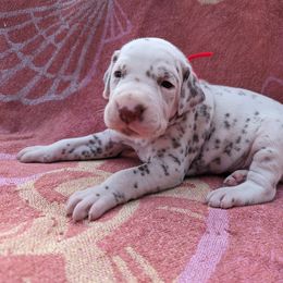 Boy 3 - White and liver brown Dalmatian puppy in Springfield, Ohio from Freeze Farms