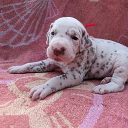 Boy 3 - White and liver brown Dalmatian puppy in Springfield, Ohio from Freeze Farms