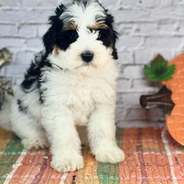 Kassi - Parti female Assorted Doodle Crosses puppy in Moulton, Iowa from Shondel Puppy Paws
