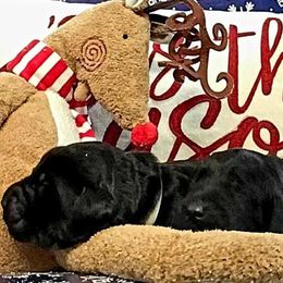 Double Doodles and Labradoodles from KC and Co Labradoodles
