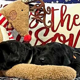 Double Doodles and Labradoodles from KC and Co Labradoodles