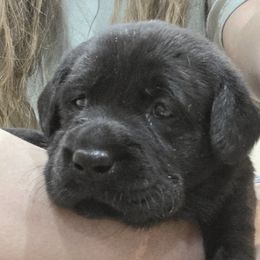 Breeders pup - Black female Labrador Retriever puppy in Andrews, South Carolina from Leyland Cypress Retrievers
