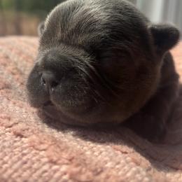 Zeus - Blue male French Bulldog puppy in Salisbury, Maryland from 77 Frenchies Maryland