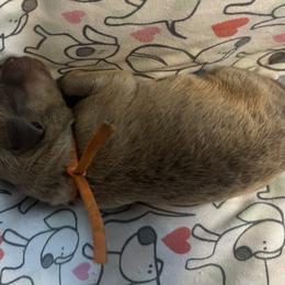 Orange Collar boy - Sedge male Chesapeake Bay Retriever puppy in Las Vegas, Nevada from Birdsview Chesapeake Kennel