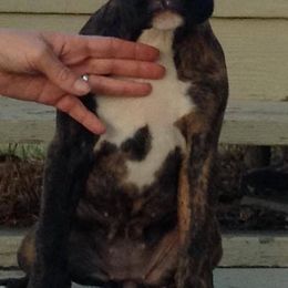 Boxer Puppies from Vintage Boxers
