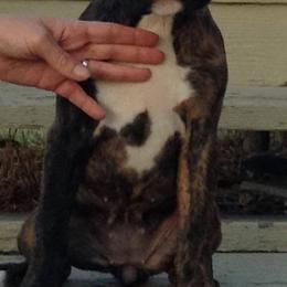 Boxer Puppies from Vintage Boxers
