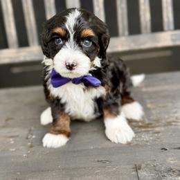 Sapphire- blue collar - Tri-color male Bernedoodle puppy in Salt Lake County, Utah from Coco Avenue Pups