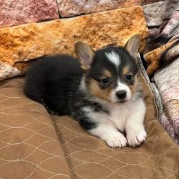 Girl 2 - Black and tan female Pembroke Welsh Corgi puppy in Visalia, California from VIP Stables