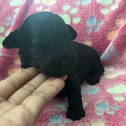 Girl 3 - Black female Yorkipoo puppy in Ocala, Florida from Top Notch Pupz