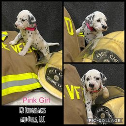 Pink Girl - White and black female Dalmatian puppy in Colome, South Dakota from KB Ridgebacks and Dals, LLC