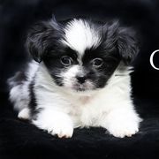 Gentry - Black male Mi-Ki puppy in Elizabeth, Colorado from Royal T Mi-Kis