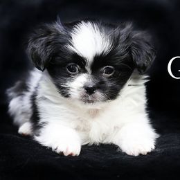 Gentry - Black male Mi-Ki puppy in Elizabeth, Colorado from Royal T Mi-Kis