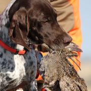 Braque Francais Pyreneans from Great Divide Kennel