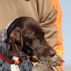 Braque Francais Pyreneans from Great Divide Kennel