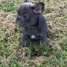 Boxer and French Bulldog Puppies from Beachside Boxers and Frenchies