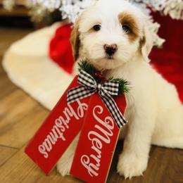 Boy 1 - Apricot male Australian Labradoodle puppy in Florence, New Jersey from Royal Manor Labradoodles