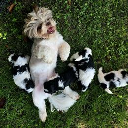 Dash - Shih Tzu