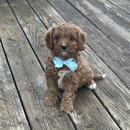 Justin - Red male Cavapoo puppy in Mint Hill, North Carolina from DoodleForever