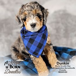 Bernedoodle Puppies from A Star is Born Doodles