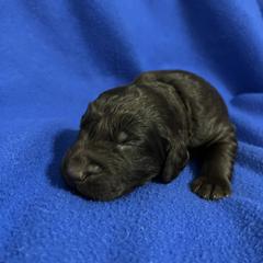 Boy - Liver male Boykin Spaniel puppy in Stapleton, Alabama from Taensas Boykins