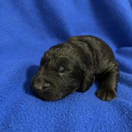 Boy - Liver male Boykin Spaniel puppy in Stapleton, Alabama from Taensas Boykins