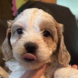 Tate - Cream male Cavapoo puppy in Burke, New York from Patti’s Puppies