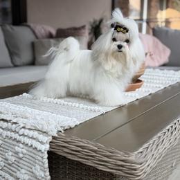 Nurf - Maltese