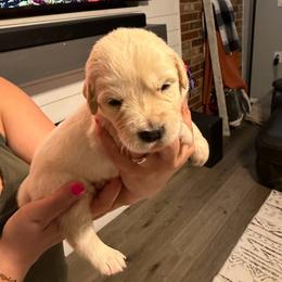 Faith (Yellow) - Light golden female Golden Retriever puppy in Jacksonville, Florida from River City Golden Retrievers