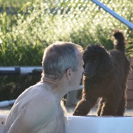 Poodle Puppies from D and D Standard Poodles