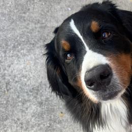 Bernese Mountain Dogs from Julia Bonds