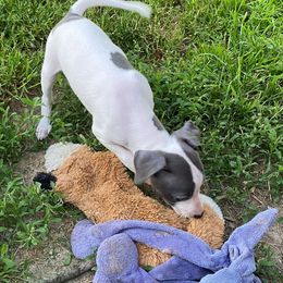 Girl 3 - Italian Greyhound puppy from Celeste Italian Greyhounds