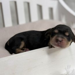 Holly - Black and cream female Dachshund puppy in Goodyear, Arizona from D&C Royal Dachshunds LLC