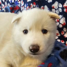 3 (peach) - White female Siberian Husky puppy in Dane, Wisconsin from Sunny Hurricane Siberians