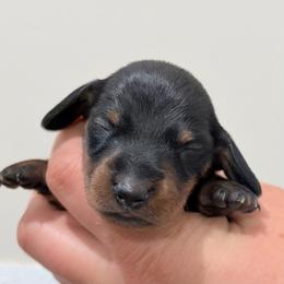 Shelby - Black and tan male Dachshund puppy in Crystal, Michigan from Mare-Bella Smoothcoat Edition