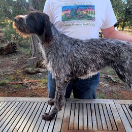 Bailey - Wirehaired Pointing Griffon