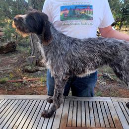 Bailey - Wirehaired Pointing Griffon