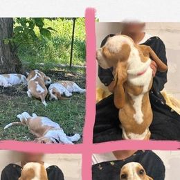 Basset Hound Puppies from For the Love of Long Ears AKC purebred Basset Hounds