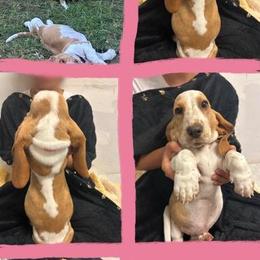 Basset Hound Puppies from For the Love of Long Ears AKC purebred Basset Hounds