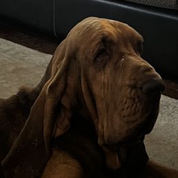 Jury - Bloodhound