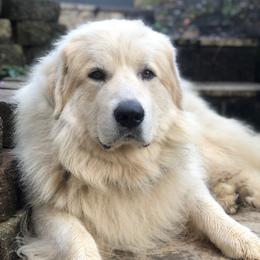 Voltaire - Great Pyrenees