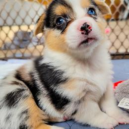 American Corgis from DK Coal Country Corgis