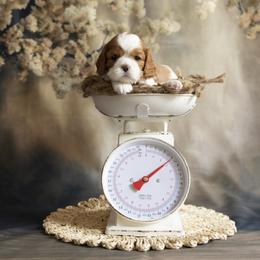 Cavalier King Charles Spaniel Puppies from Katy Cavaliers