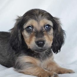 Dachshund Puppies from Dreamheart Dachshunds