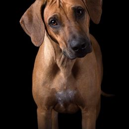 Rhodesian Ridgeback Puppies from Aziza Ridgebacks